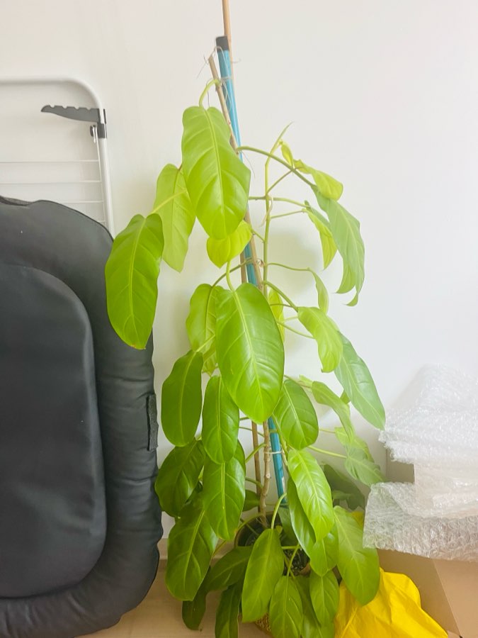 Philodendron malay gold lemon lime 5