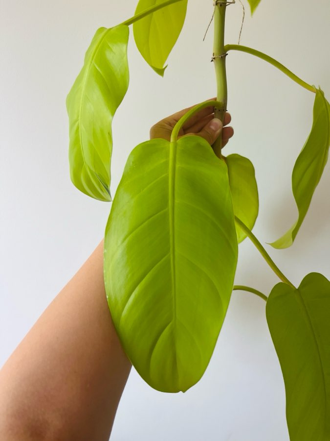 Philodendron malay gold lemon lime 4