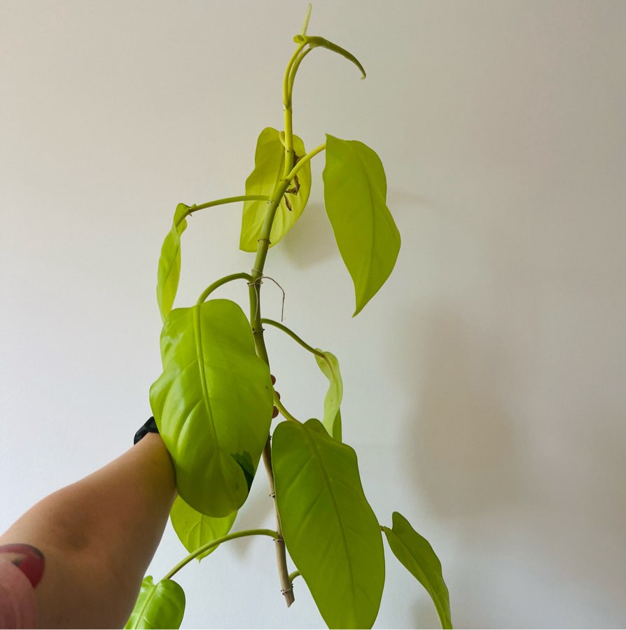Philodendron malay gold lemon lime