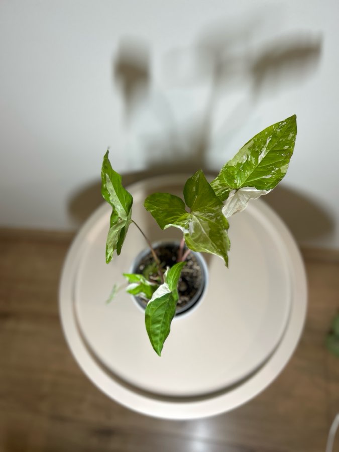 Syngonium Emerald Gem 4