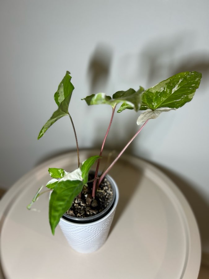 Syngonium Emerald Gem 2