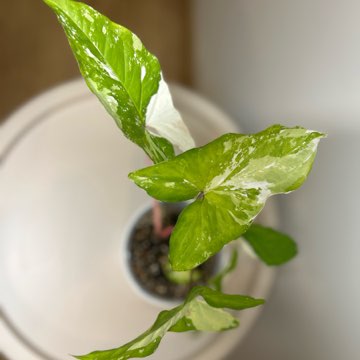 Syngonium Emerald Gem