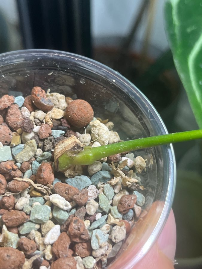 Anthurium balaoanum x veitchii 2