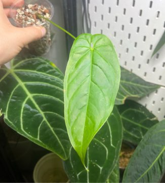 Anthurium balaoanum x veitchii