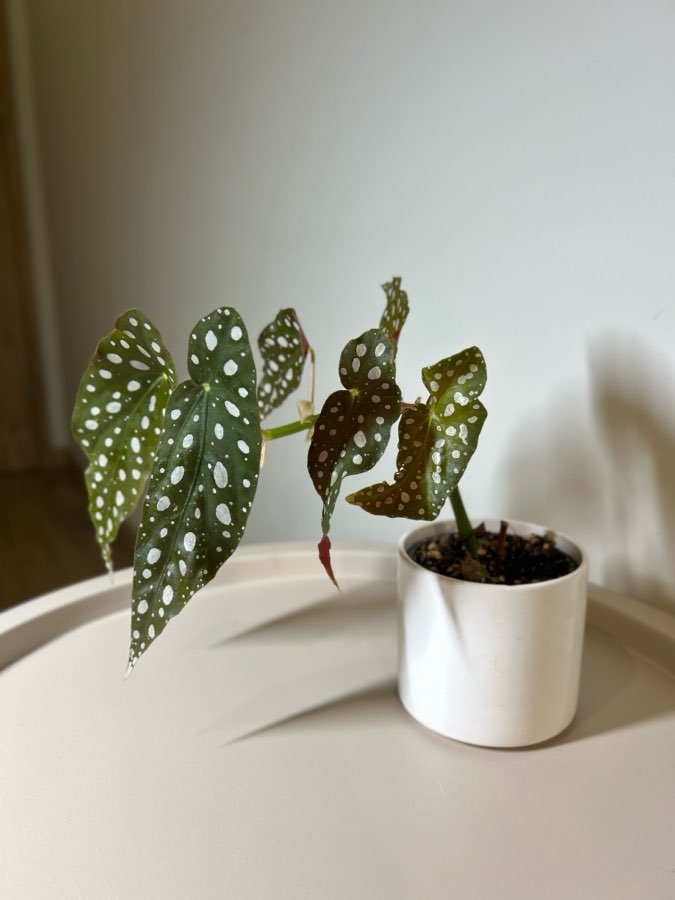 Begonia 2