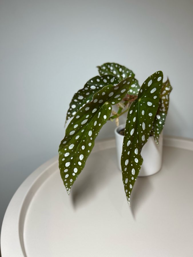 Begonia 3