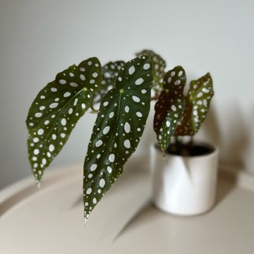 Begonia