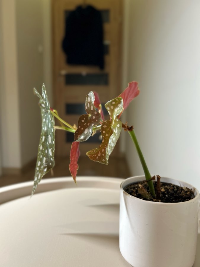 Begonia 4