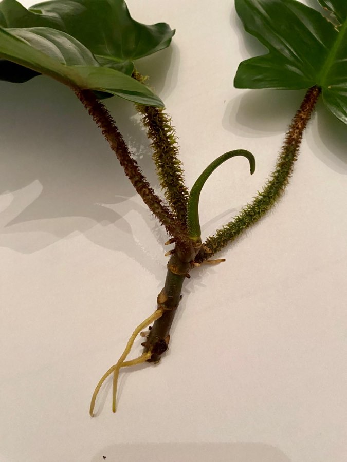 Filodendron squamiferum 2