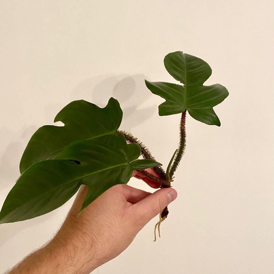 Filodendron squamiferum