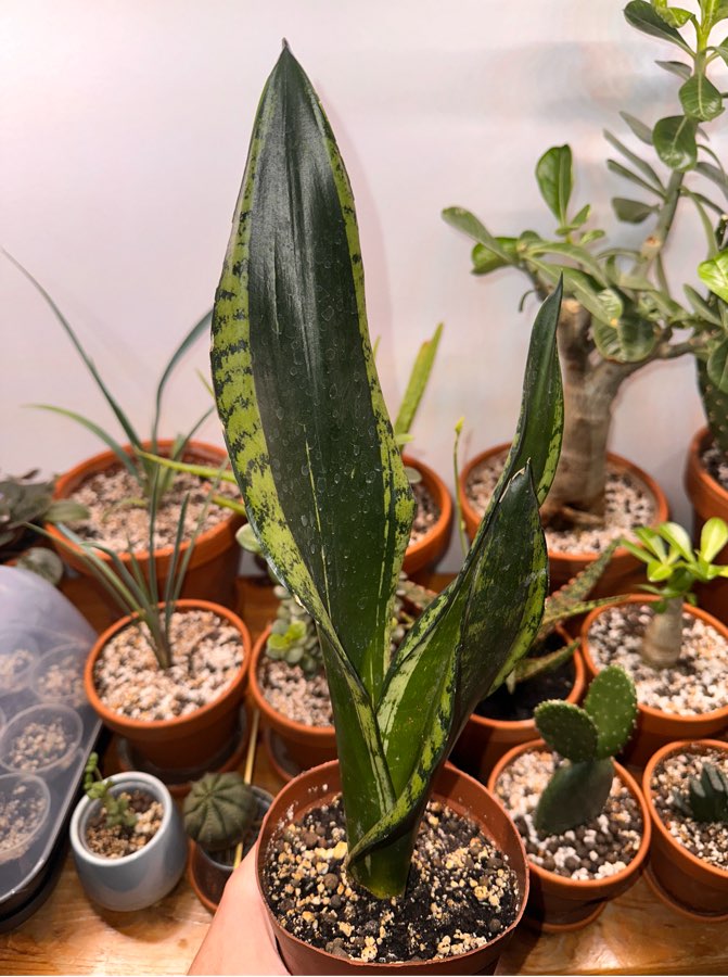 Sansevieria trifasciata silver flame