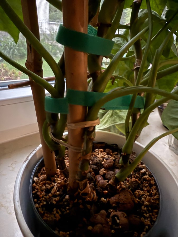 Syngonium 2