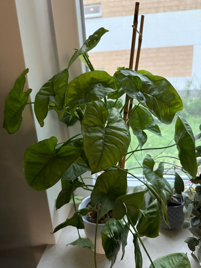 Syngonium 3