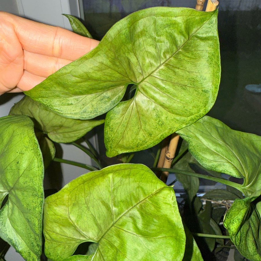 Syngonium
