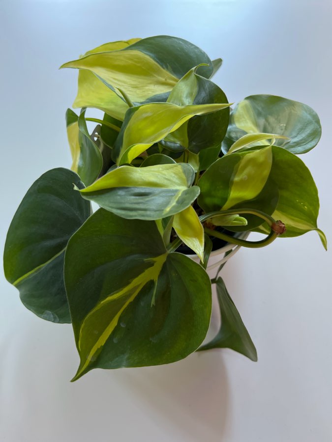 Philodendron Brasil 2