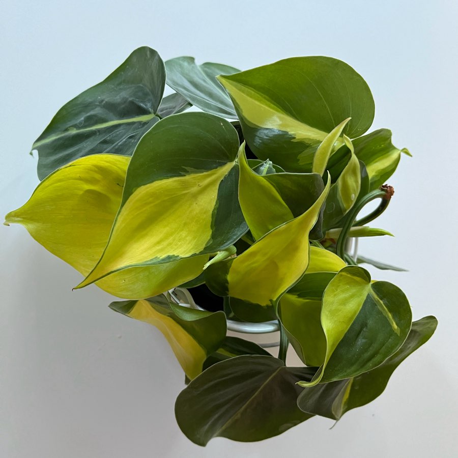 Philodendron Brasil