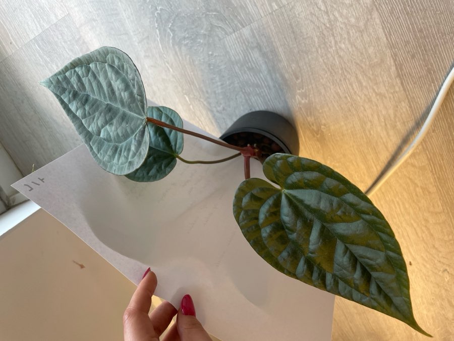 (Crystallinum x Magnificum) x Luxurians 3