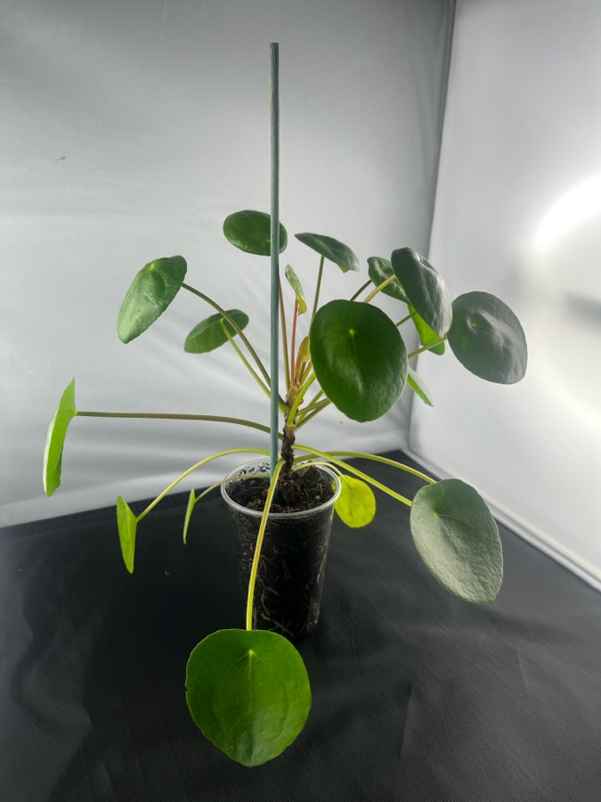 Pieniążek Pilea 2