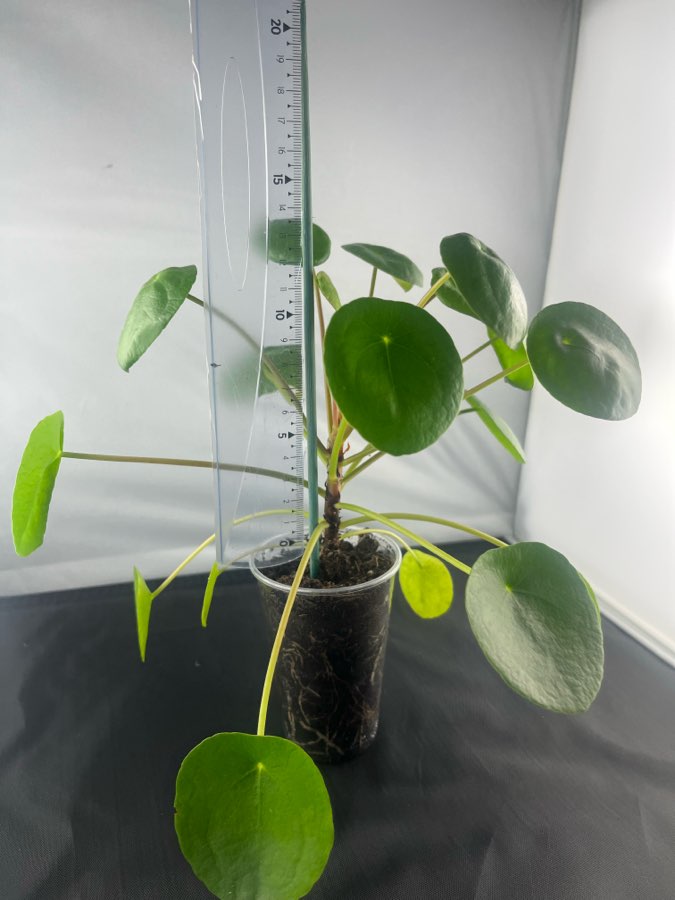 Pieniążek Pilea 3