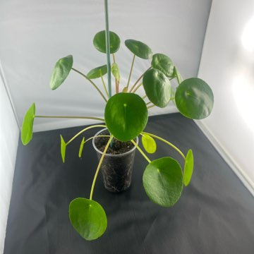 Pieniążek Pilea