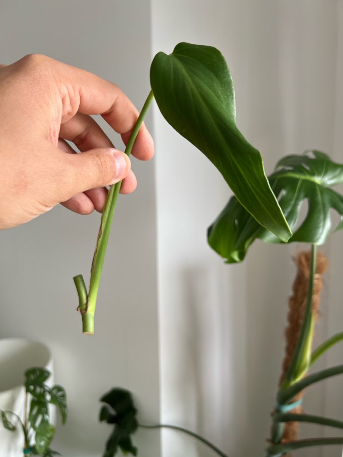 Monstera Burle Marx Flame 3