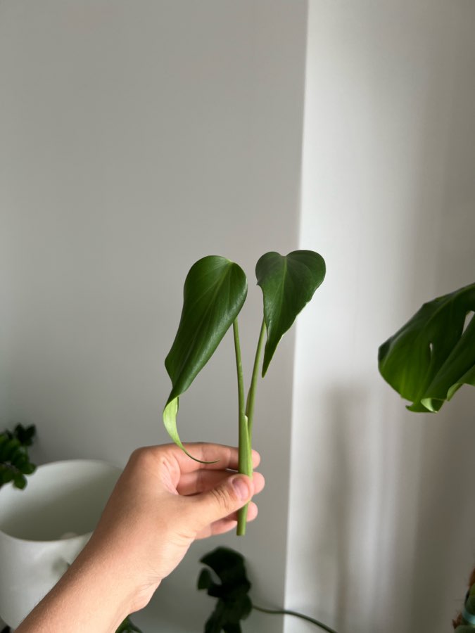 Monstera Burle Marx Flame 5
