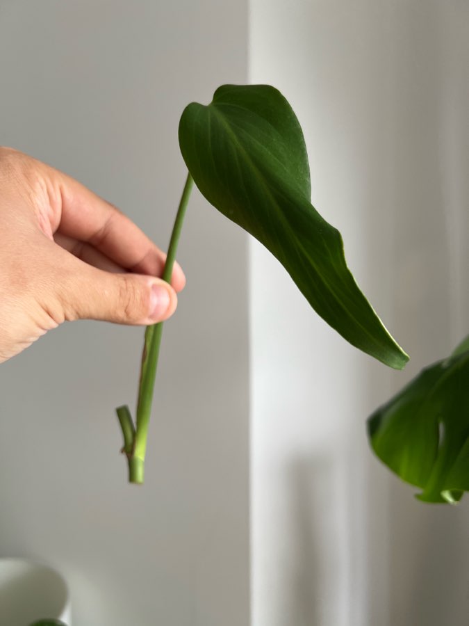 Monstera Burle Marx Flame 2