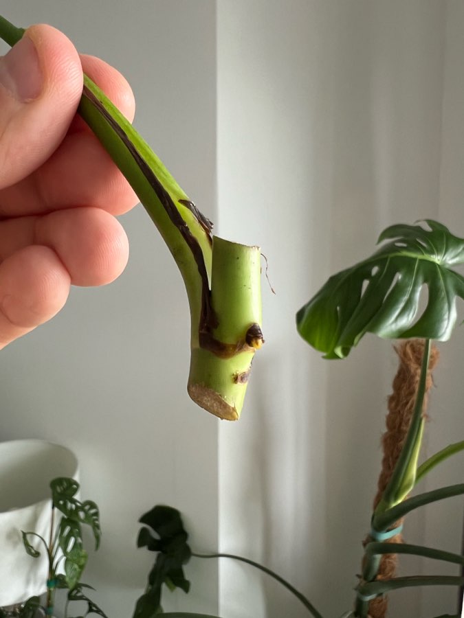 Monstera Burle Marx Flame 4