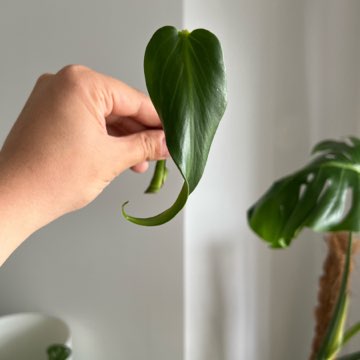 Monstera Burle Marx Flame