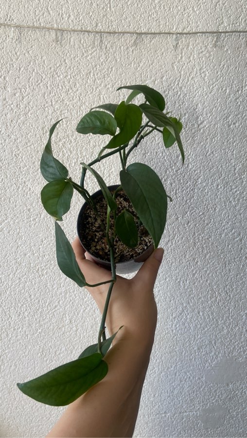Epipremnum Pinnatum blue form