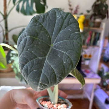 Alocasia Maharani