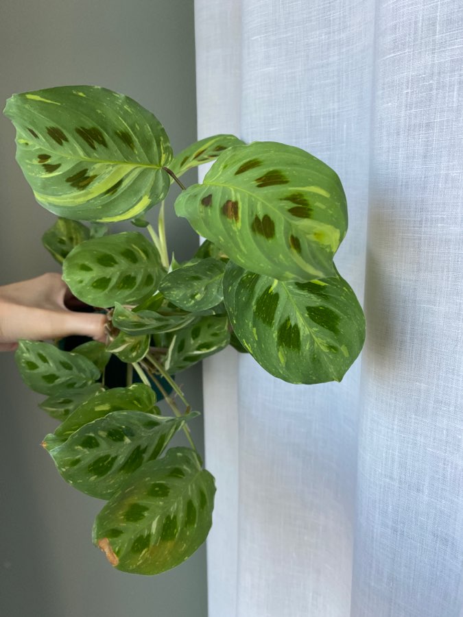 Maranta Variegata 2