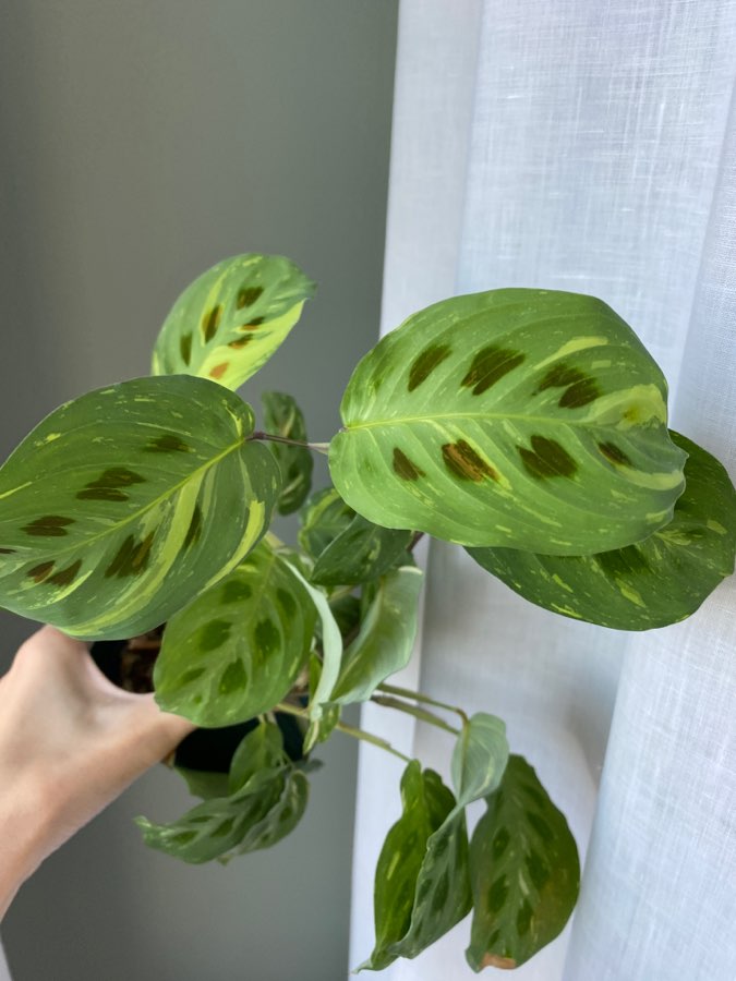 Maranta Variegata 4