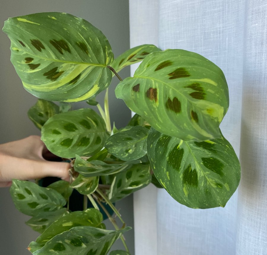 Maranta Variegata