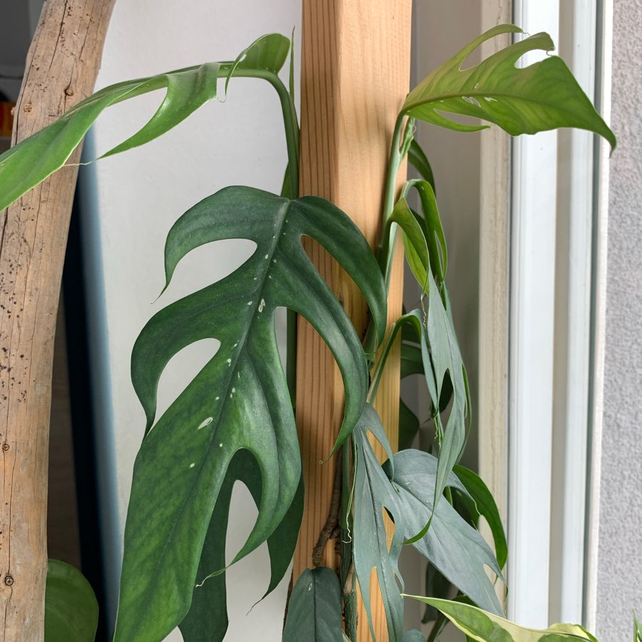 Epipremnum Pinnatum