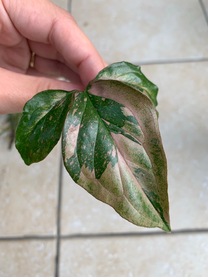 Syngonium Red Spot pędówki 10 zł 4