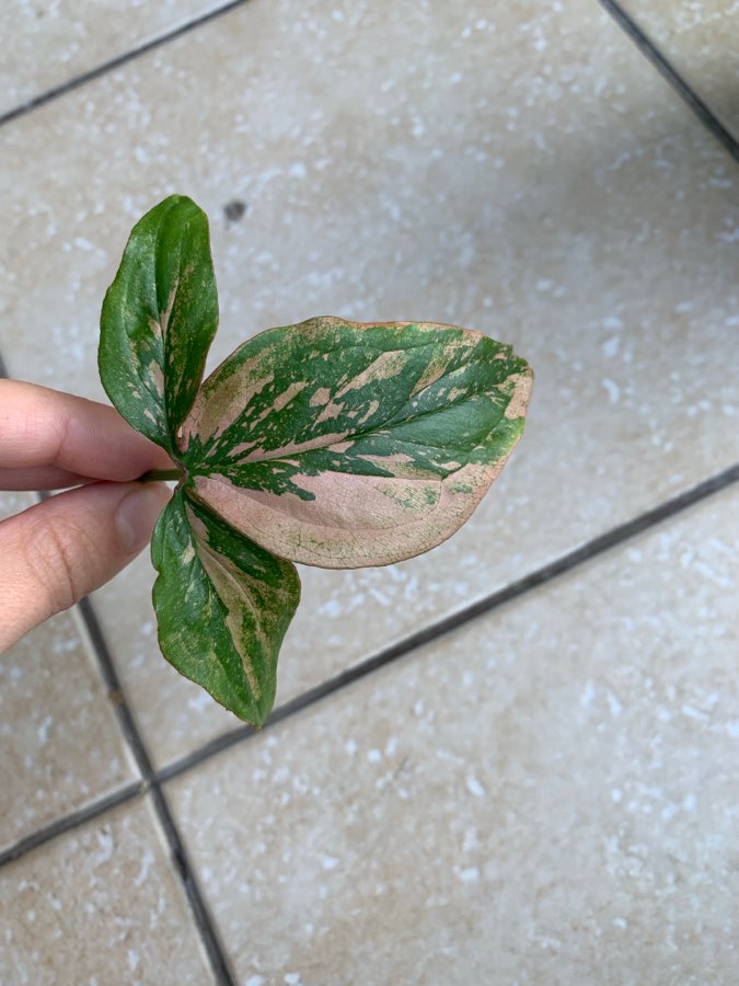Syngonium Red Spot pędówki 10 zł 2