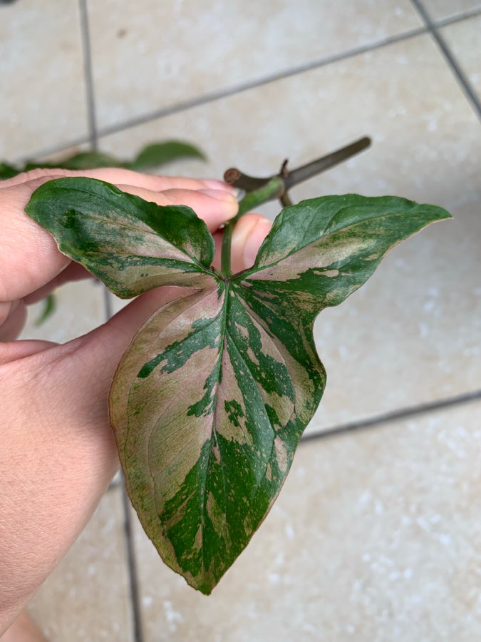 Syngonium Red Spot pędówki 10 zł 5