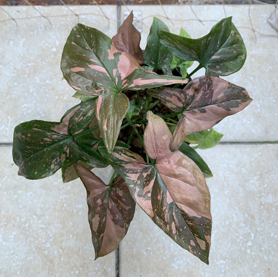 Syngonium Red Spot pędówki 10 zł