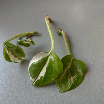 Epipremnum glacier
