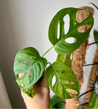 Monstera monkey mask