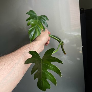 Philodendron radiatum