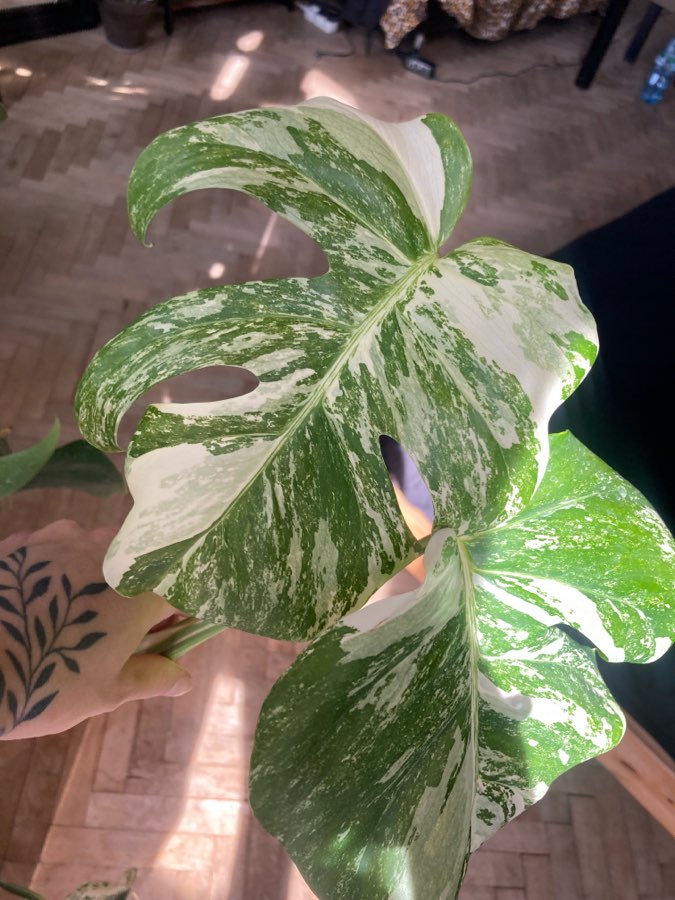 monstera variegata świetne geny 2