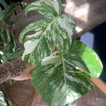 monstera variegata świetne geny