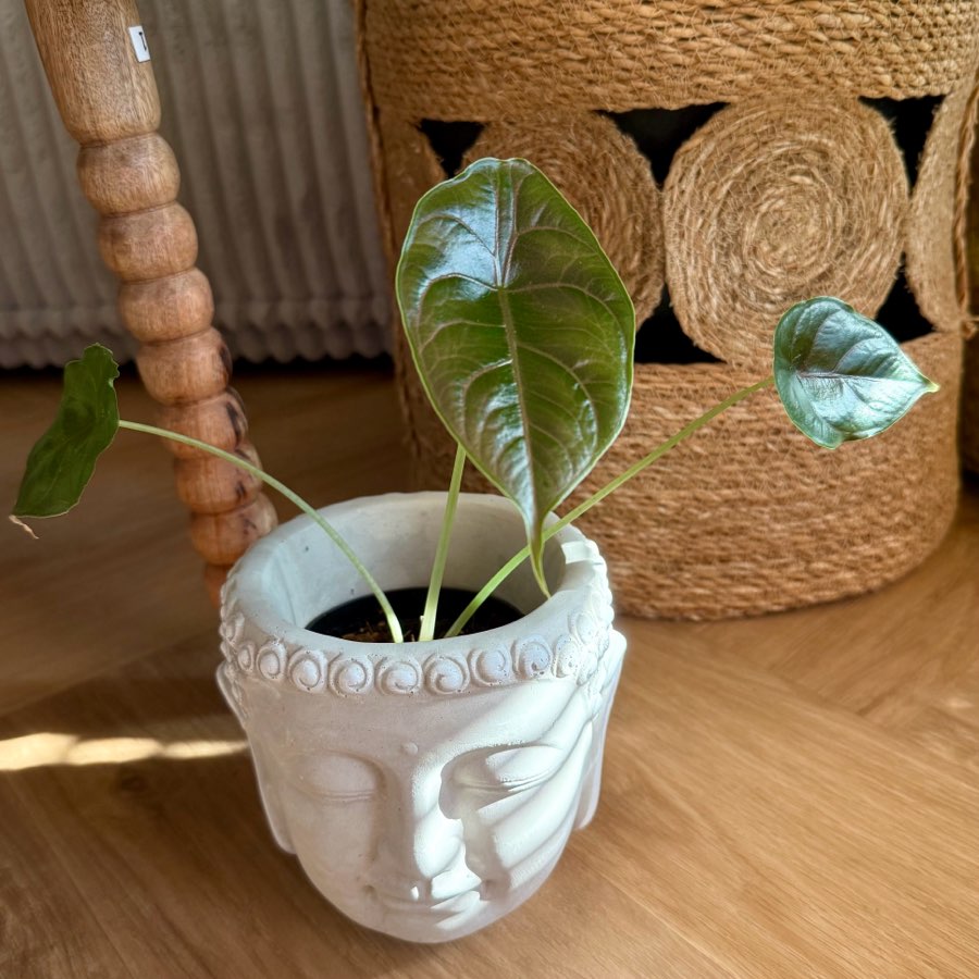 Alokazja azlanii 5