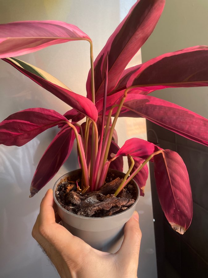 Stromanthe triostar 3