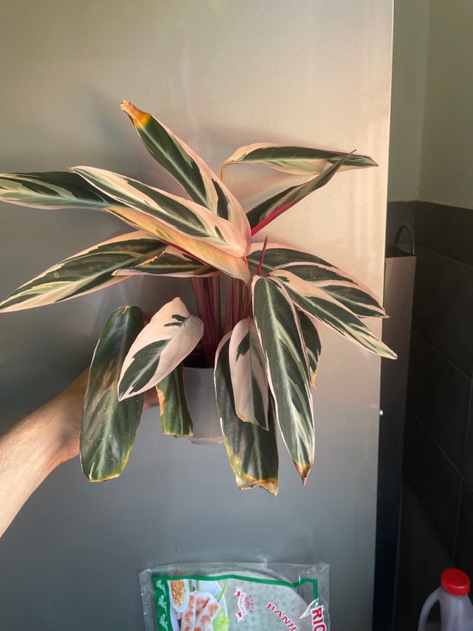 Stromanthe triostar 2