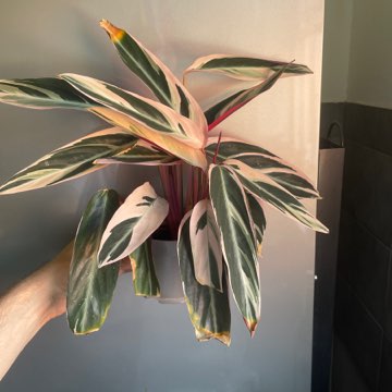 Stromanthe triostar