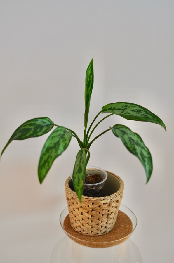 Aglaonema Cutlass 2