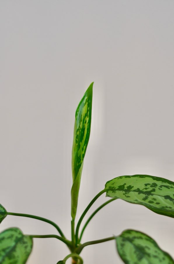 Aglaonema Cutlass 4